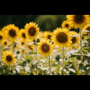 Meet your Posher, Metra